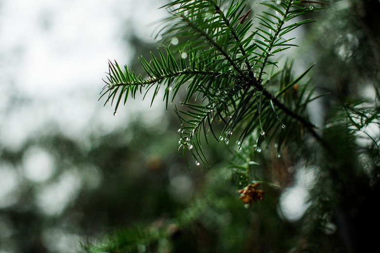 春雨-晒照片-摄影部落-临安19楼