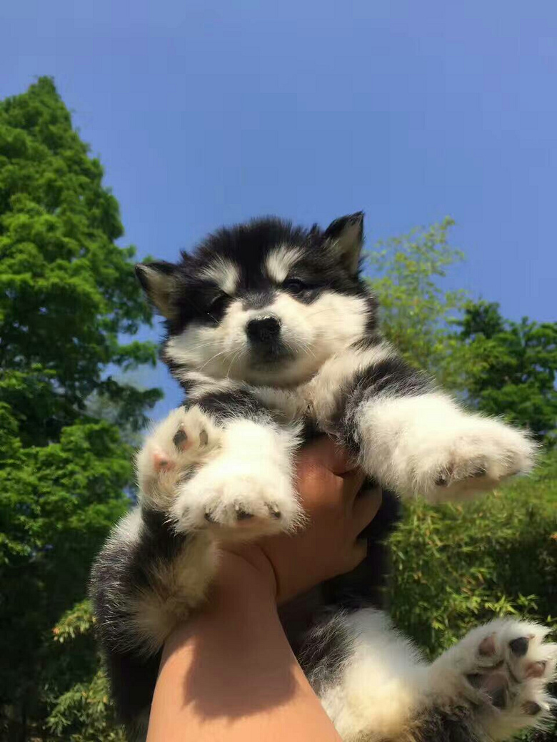 出售现货杭州俊介博美黑十字阿拉两个