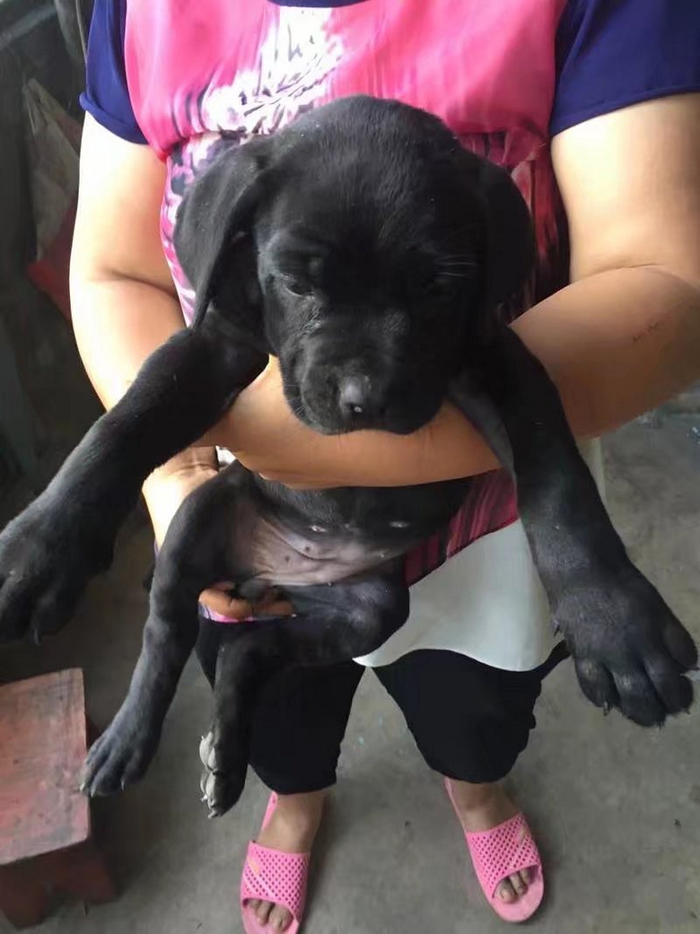 金毛阿拉斯加拉布拉多卡斯罗