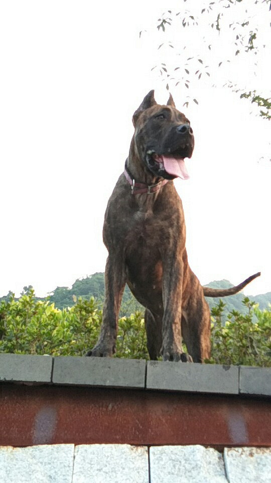 家养虎皮卡斯罗白菜价转手或换小型犬