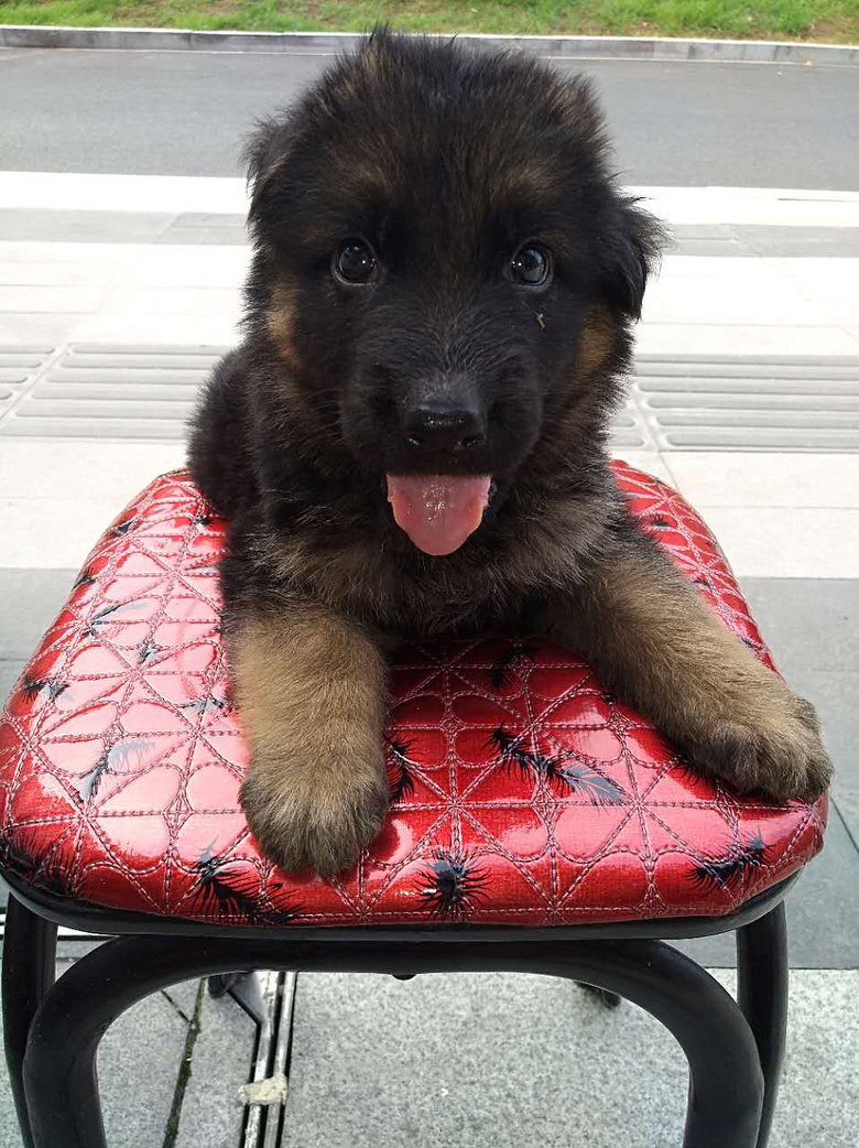 纯血德牧幼犬转手