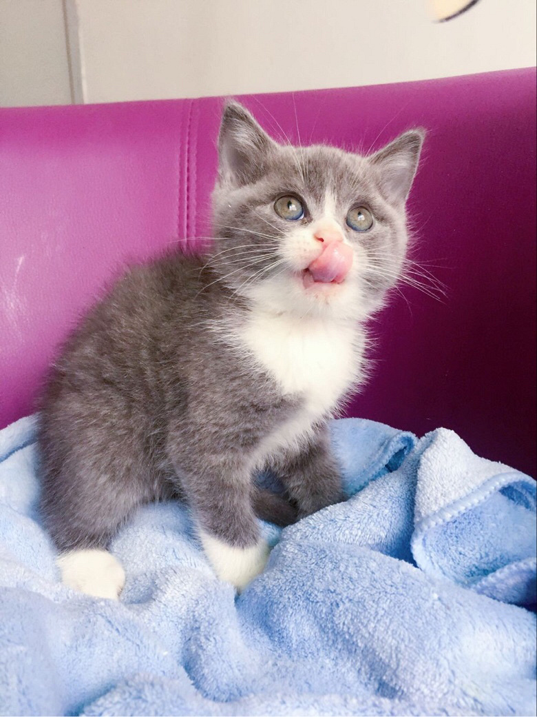 精养蓝白出售苏格兰折耳猫蓝白弟弟妹妹