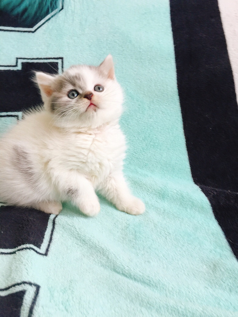 英短虎斑梵 高地净梵公预定