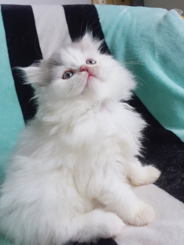 治愈系的高地净梵甜美脸