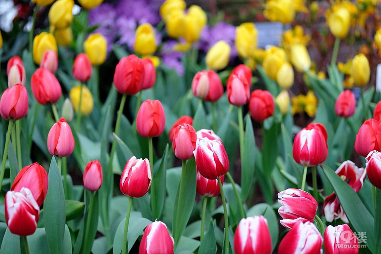 百花怒放迎新春