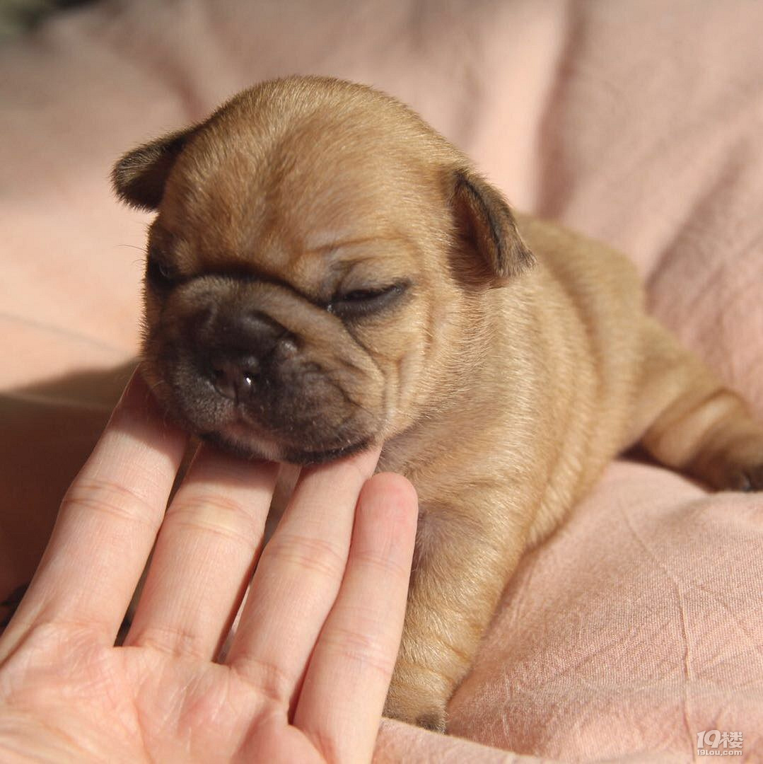 狗年旺旺的法国斗牛犬宝宝找新家啦