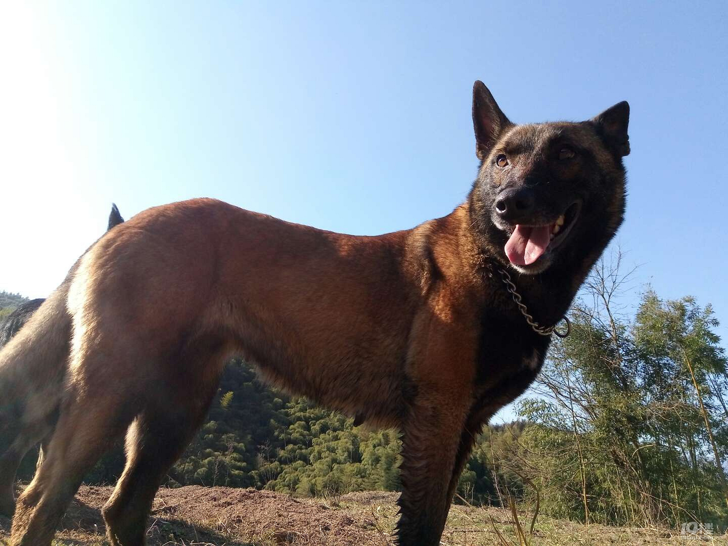 狼犬-临安宠物-临安19楼