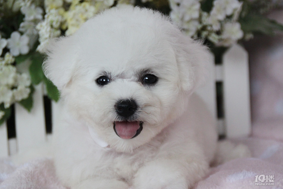 大毛量雪白比熊幼犬 大眼睛超级可爱