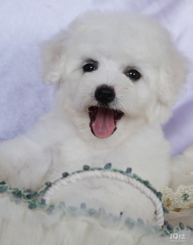 大毛量雪白比熊幼犬大眼睛超级可爱