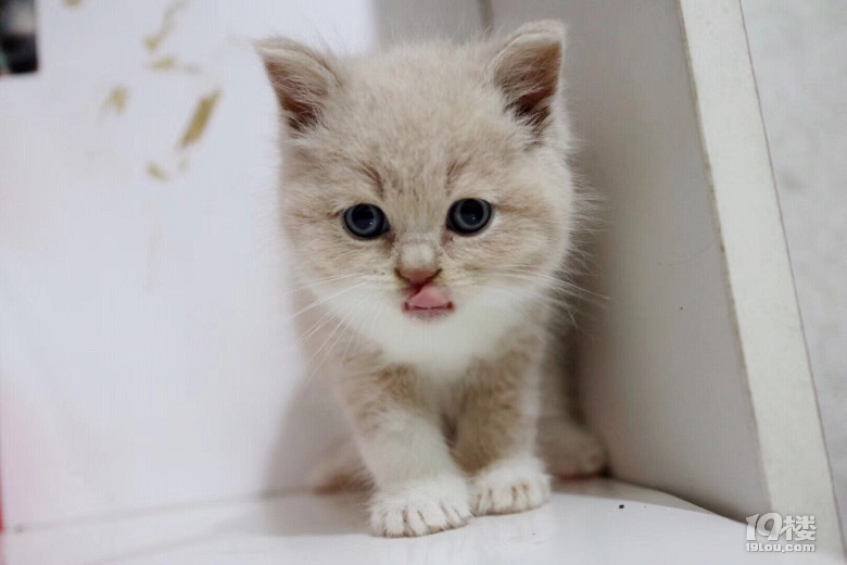 乳白弟弟英短橘猫
