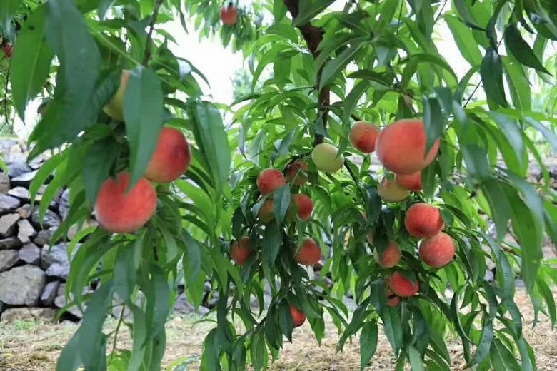 临安消息 帖子 ■ ■■■■ 基地面积:100亩(桃15亩) 品种:水蜜桃等