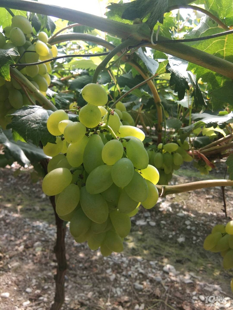 2018第一批新葡萄让我给采了