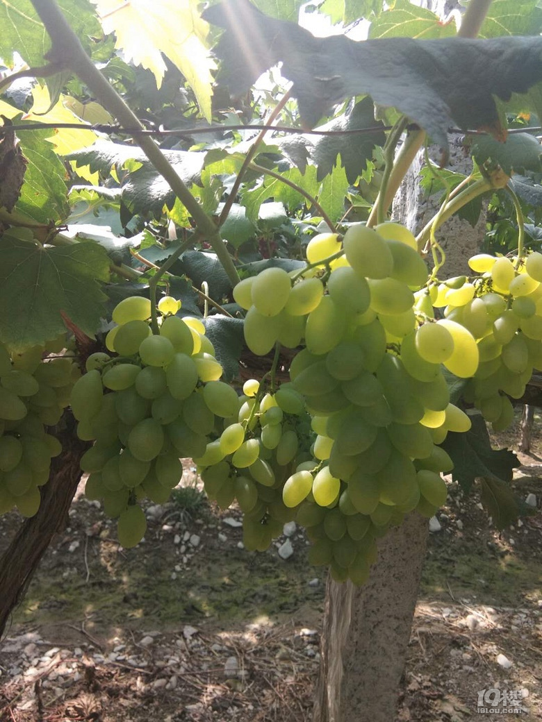 2018第一批新葡萄让我给采了