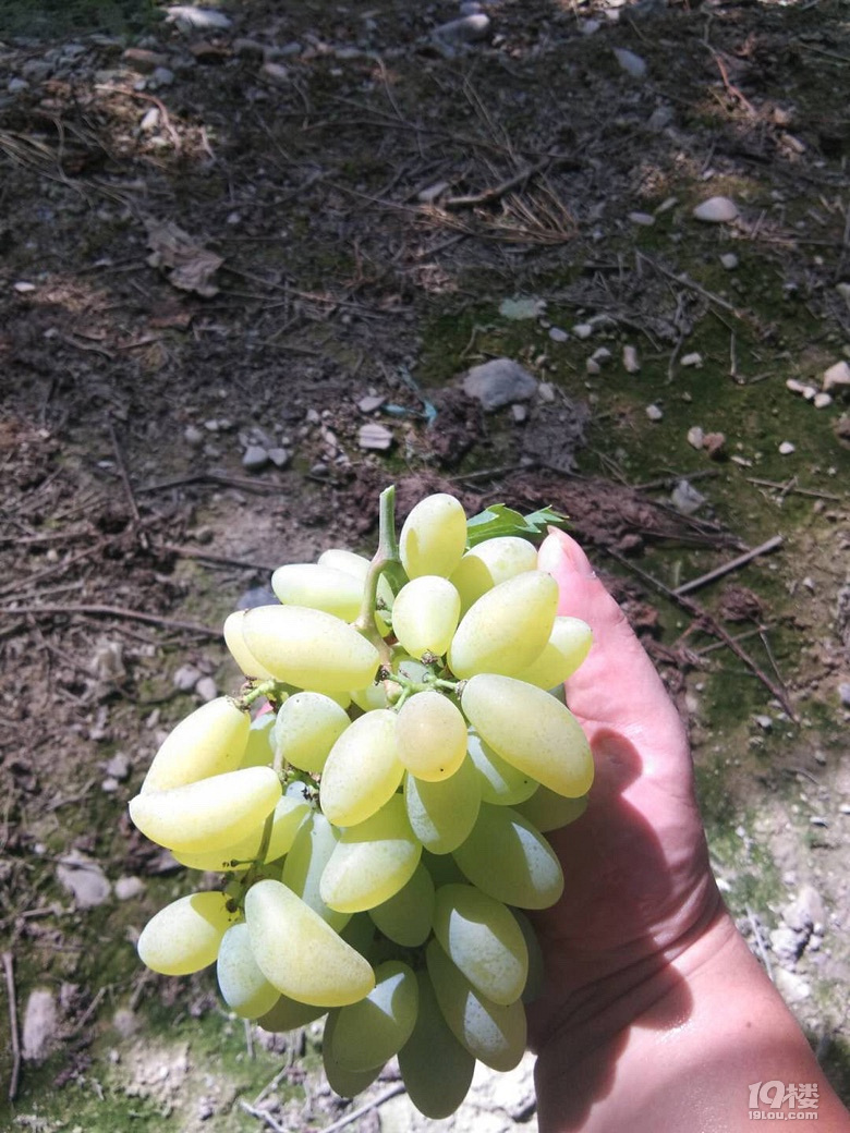 2018第一批新葡萄让我给采了