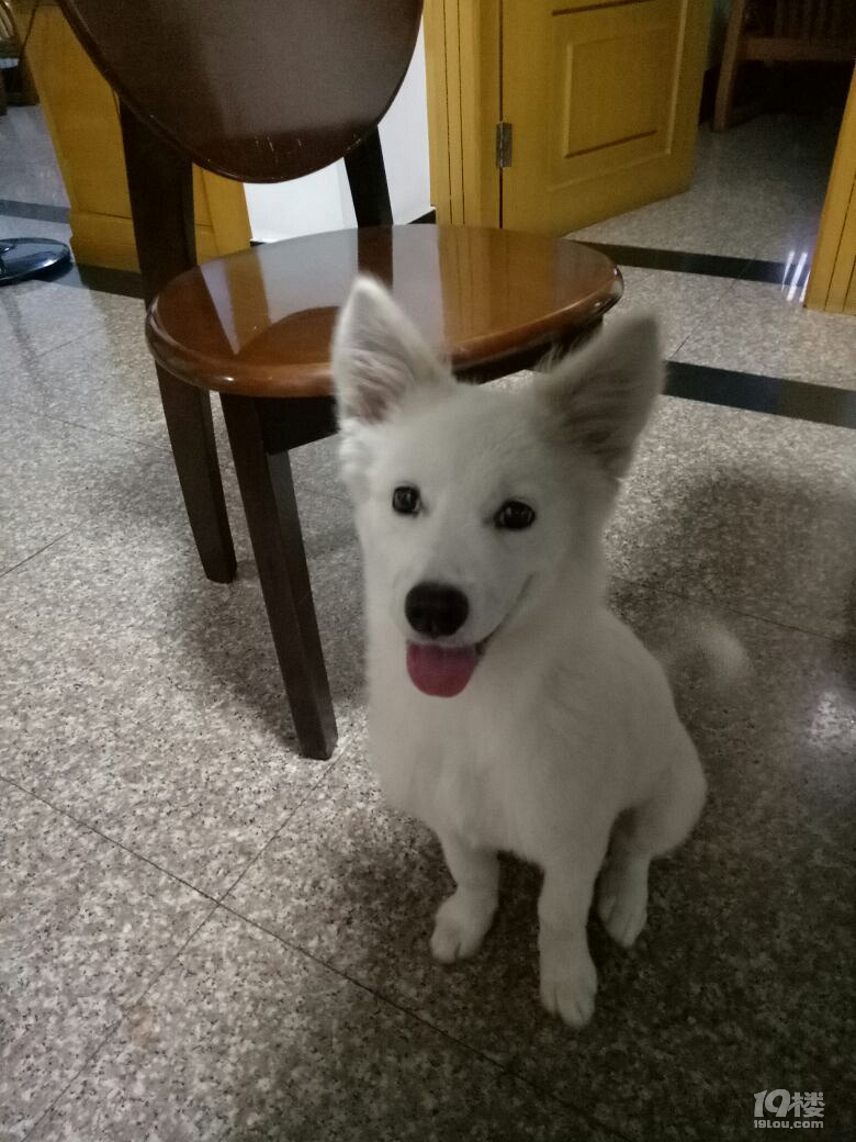 小白土狗有人要吗