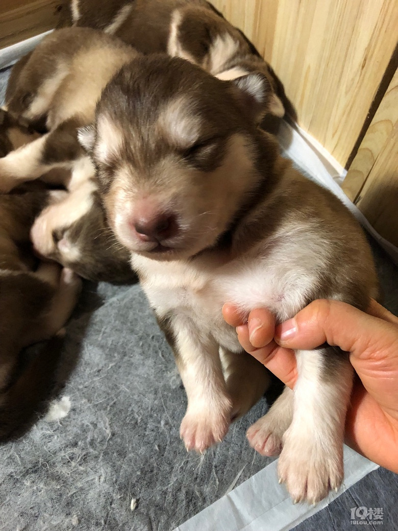 家养纯种阿拉斯加1230下雪天出生喜欢联系我