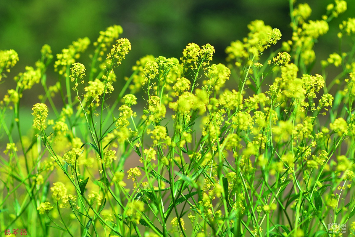 向着春天绿色出发(初试蔡司180---2.8空气切割机)