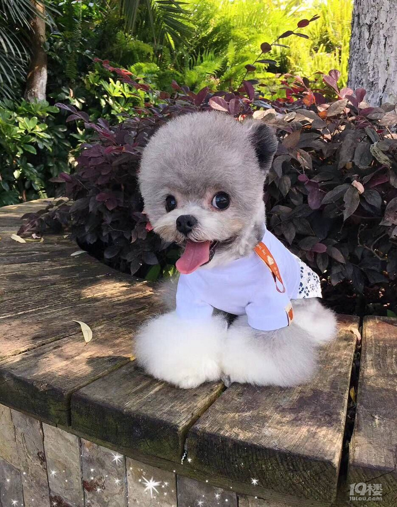 纯种茶杯泰迪长不大的