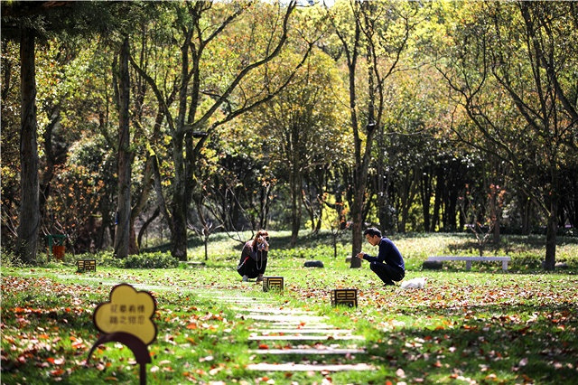 打造生態全景大花園昌化鎮今年要創建省級森林城鎮