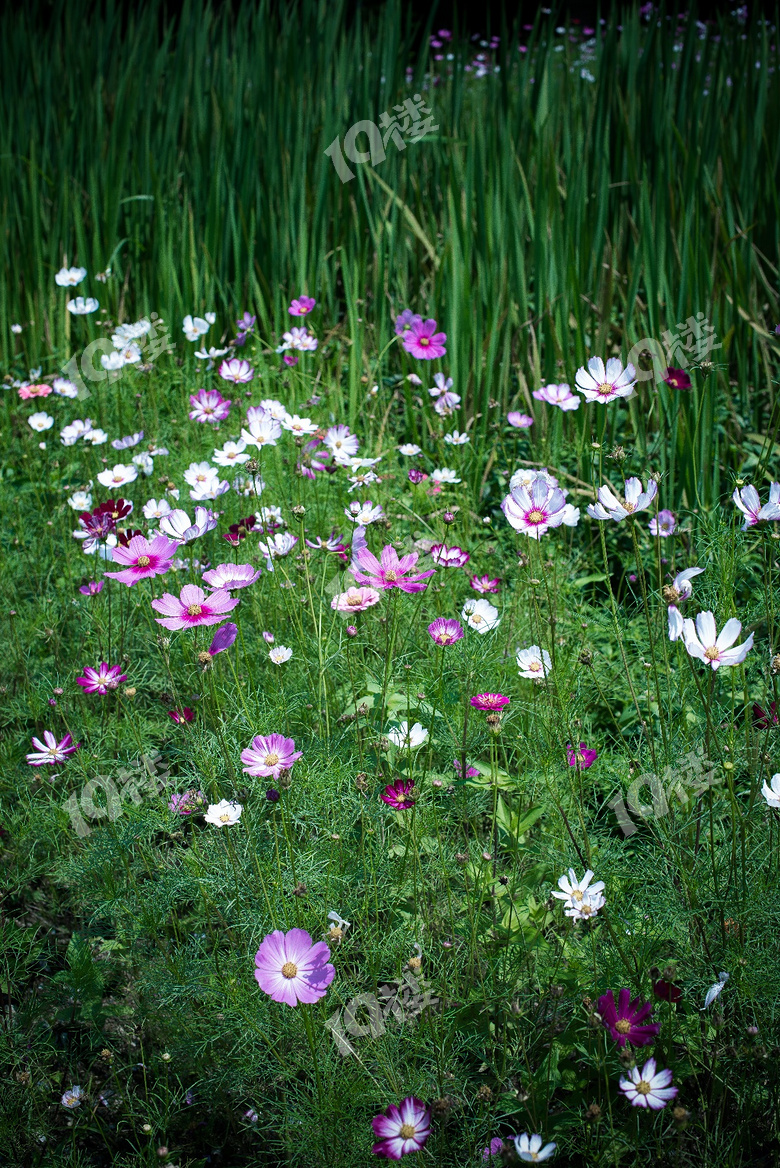 周末青山湖绿道花海