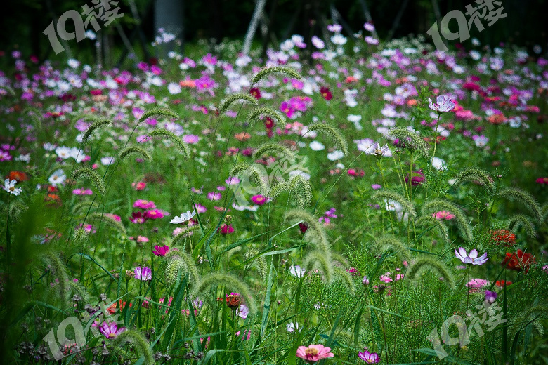 周末青山湖绿道花海