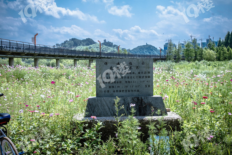 周末青山湖绿道花海