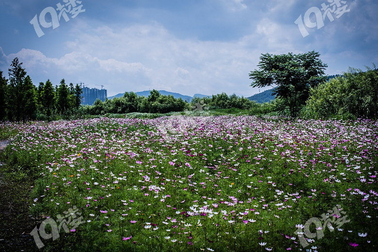 周末青山湖绿道花海