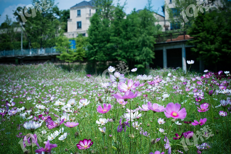 周末青山湖绿道花海