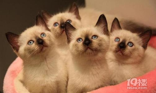 布偶猫与伯曼猫分不清