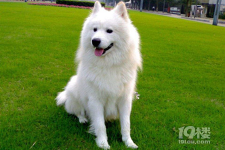 美國愛斯基摩犬和薩摩耶的區別圖片價格