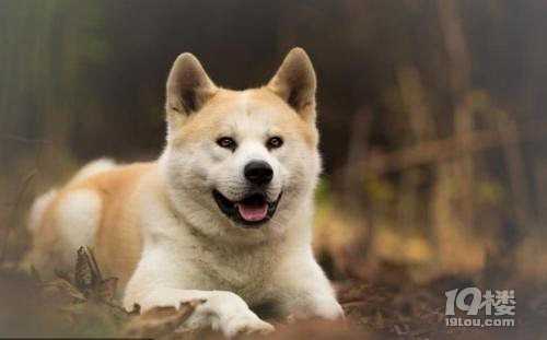 秋田犬性格特點性格特長飼養