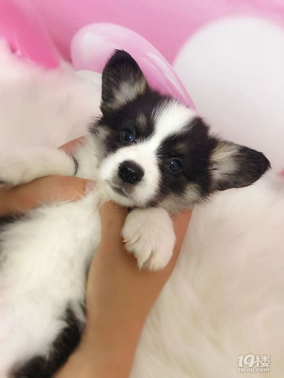 高品质柯基幼犬双色三色都有