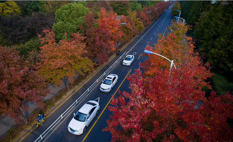 据悉,下沙学林街是杭州唯一一条 以"枫香"为主题的特色大道