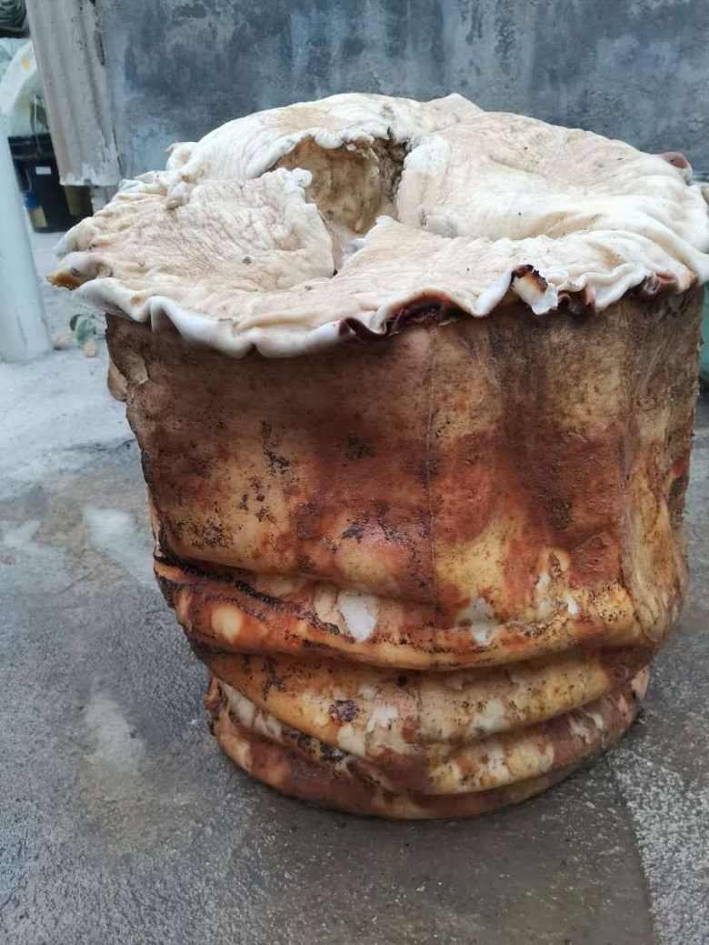 真假太岁肉灵芝