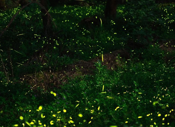 汐遇的夏天从萤火虫之夜开始