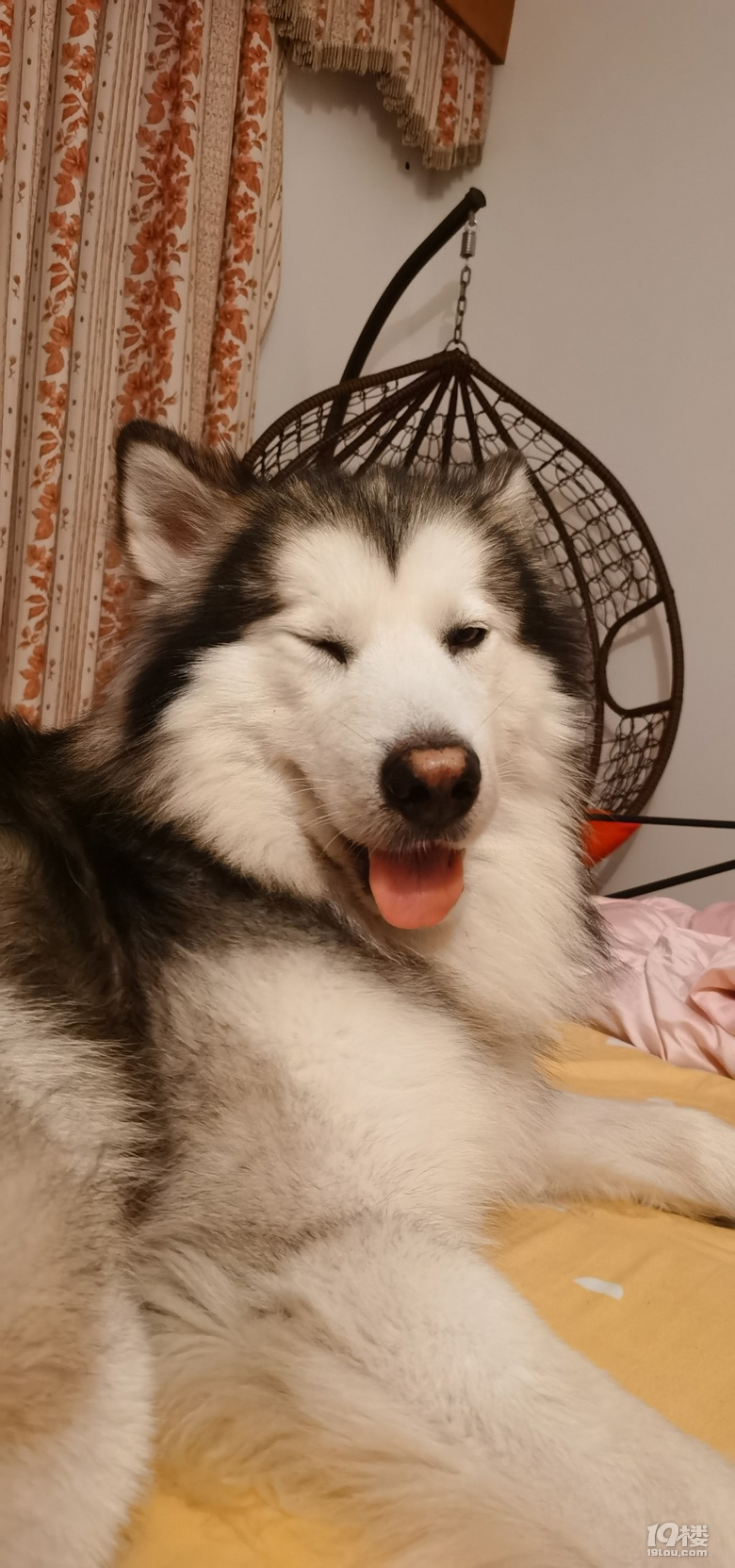 临安阿拉斯加小公狗在线找女友