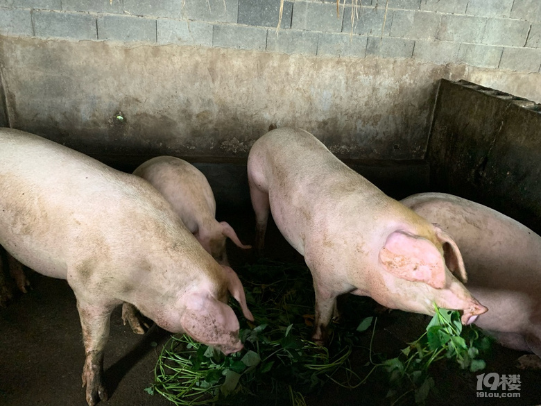 正宗草猪肉预定售卖