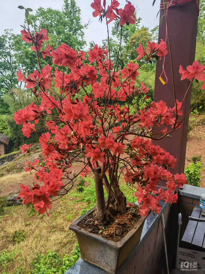 映山紅盆景處理