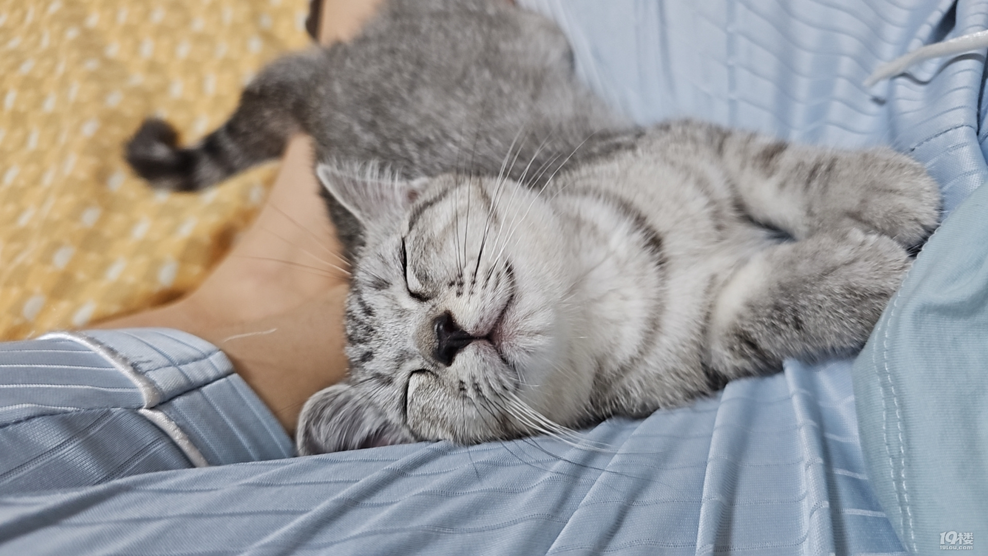 四个月可爱黏人小猫找领养-家有宠物-临安19楼