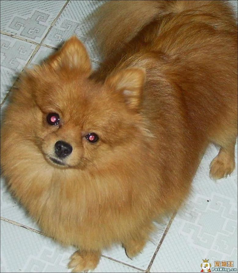 求购一只博美狐狸狗