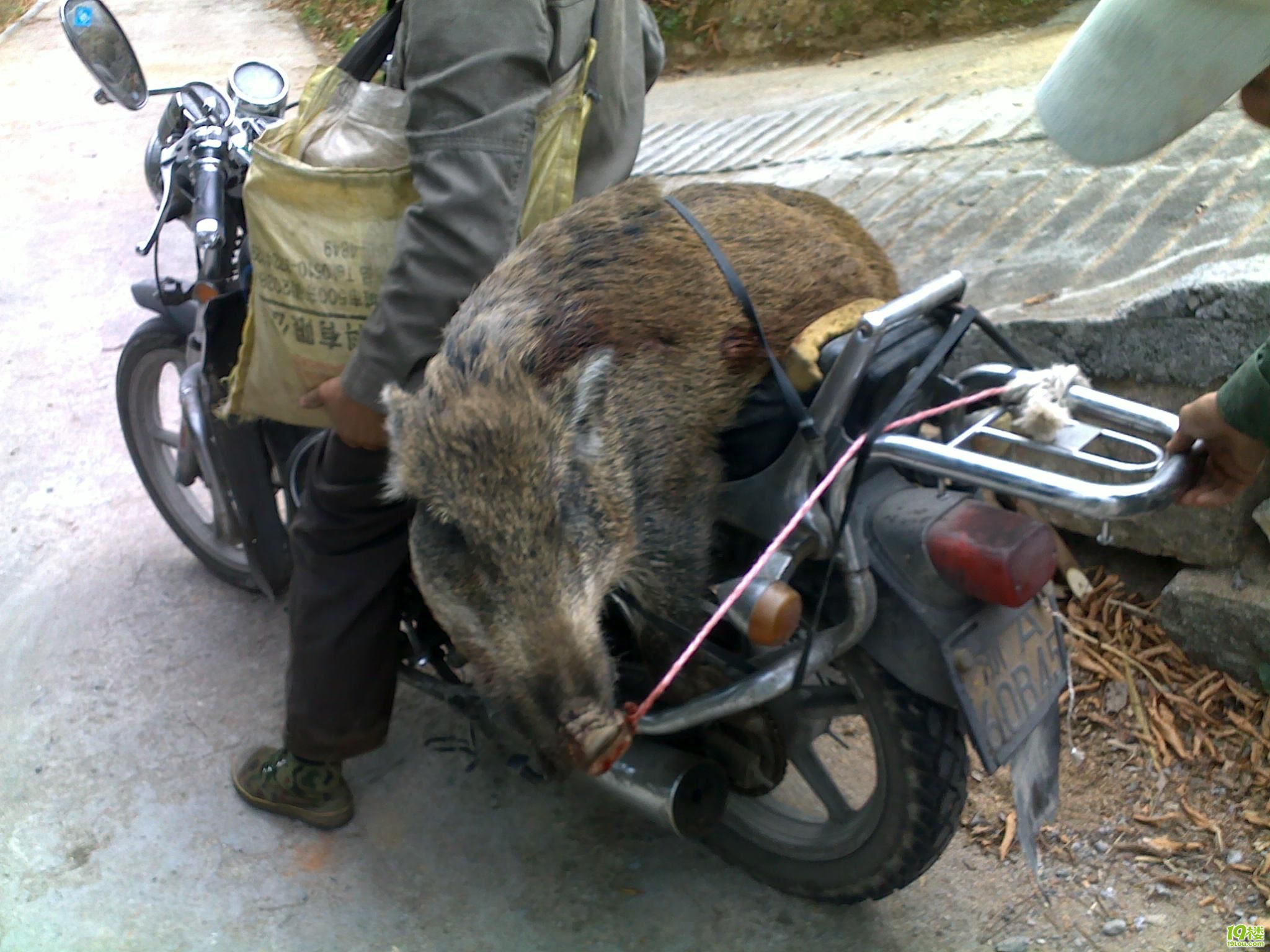 野猪骑摩托
