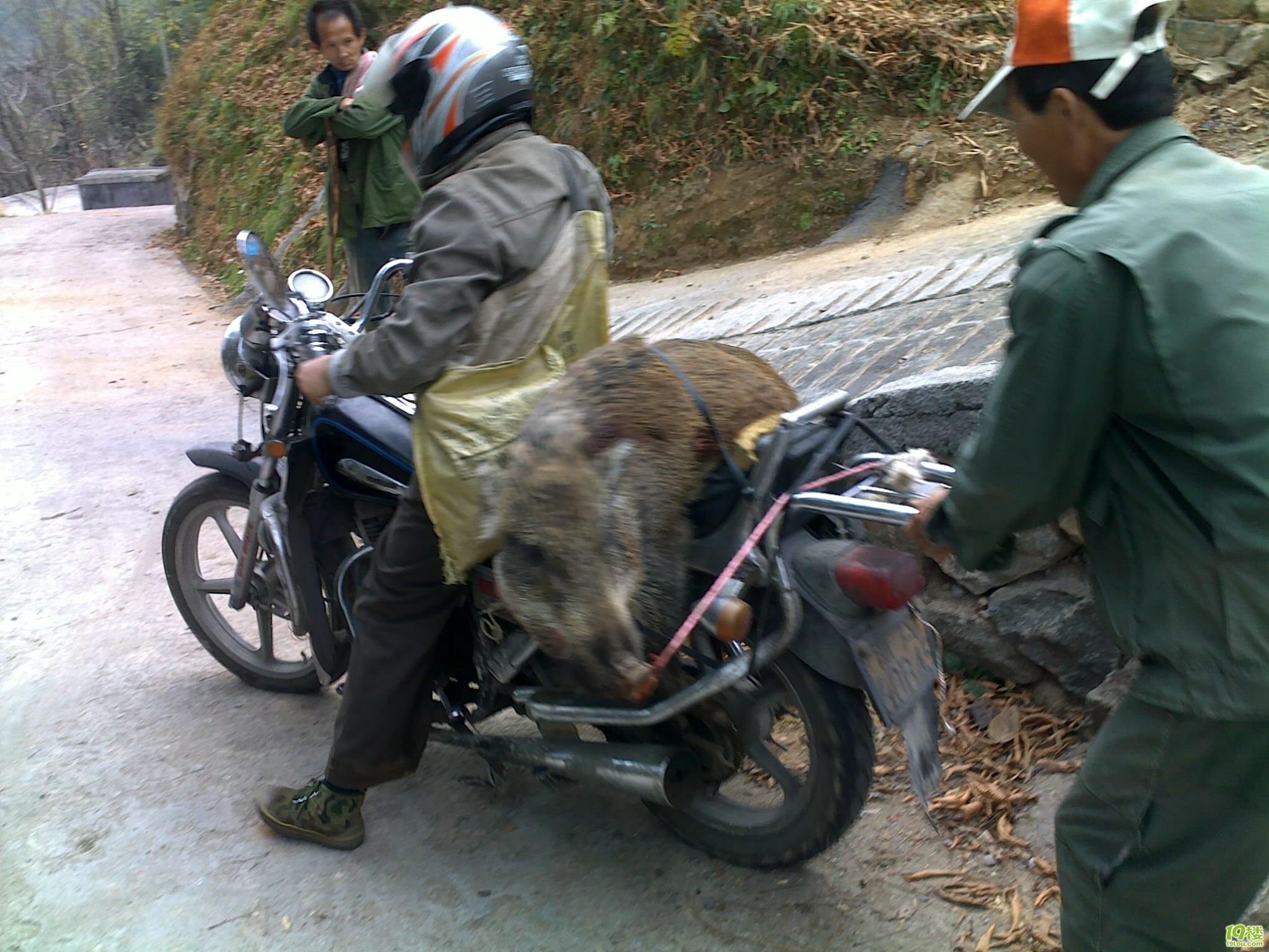 野猪骑摩托