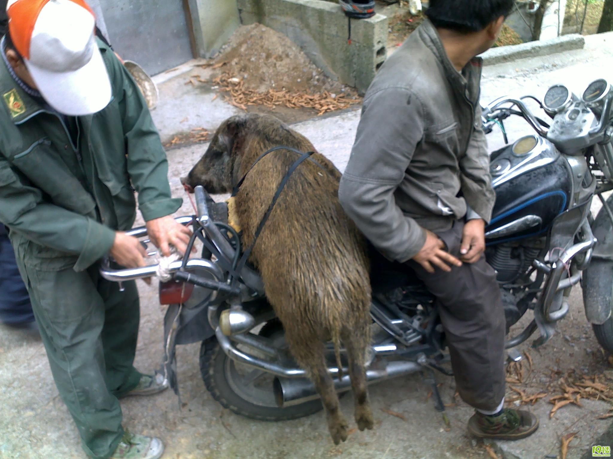 野猪骑摩托