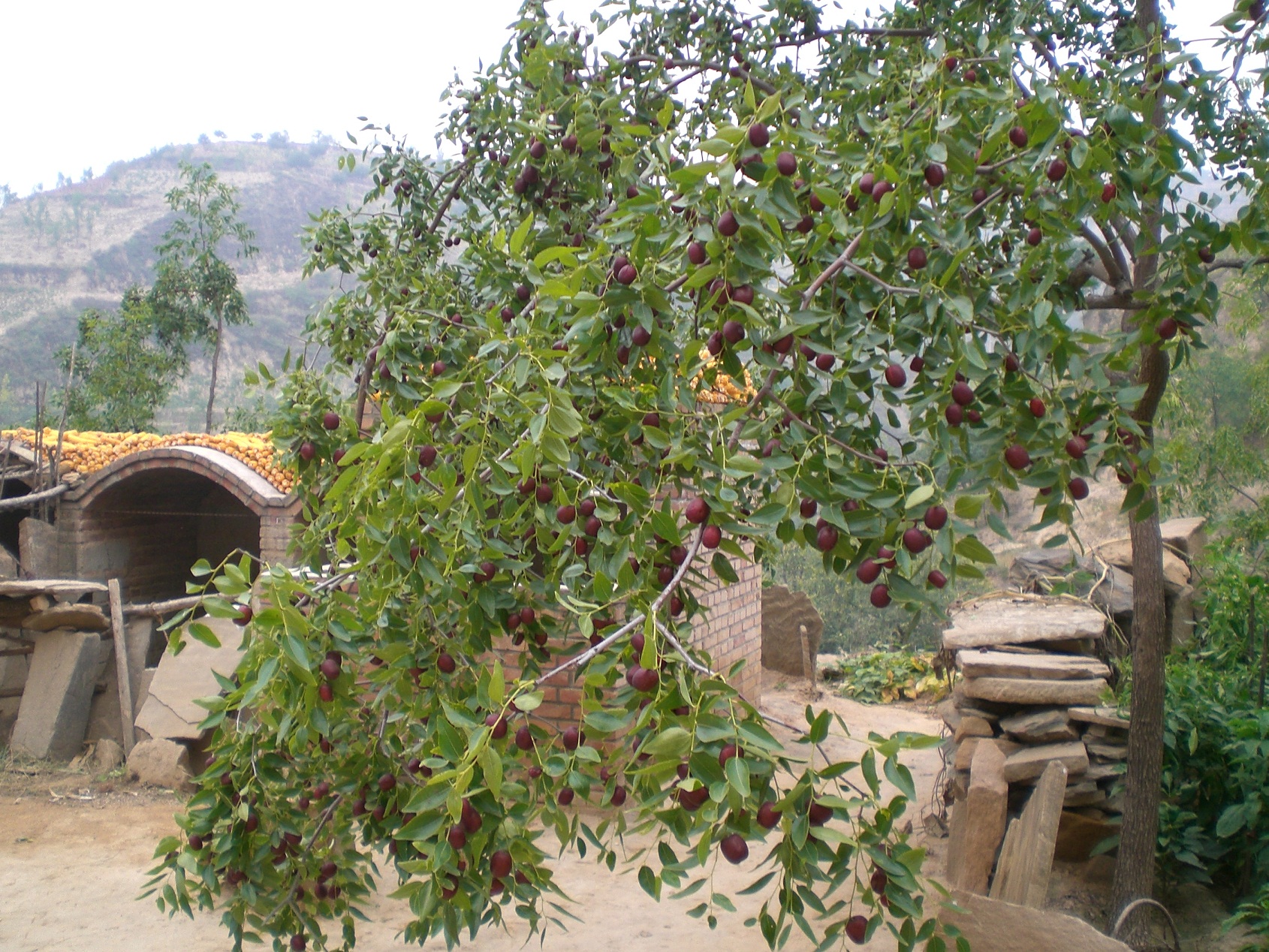 陕北枣树图片图片