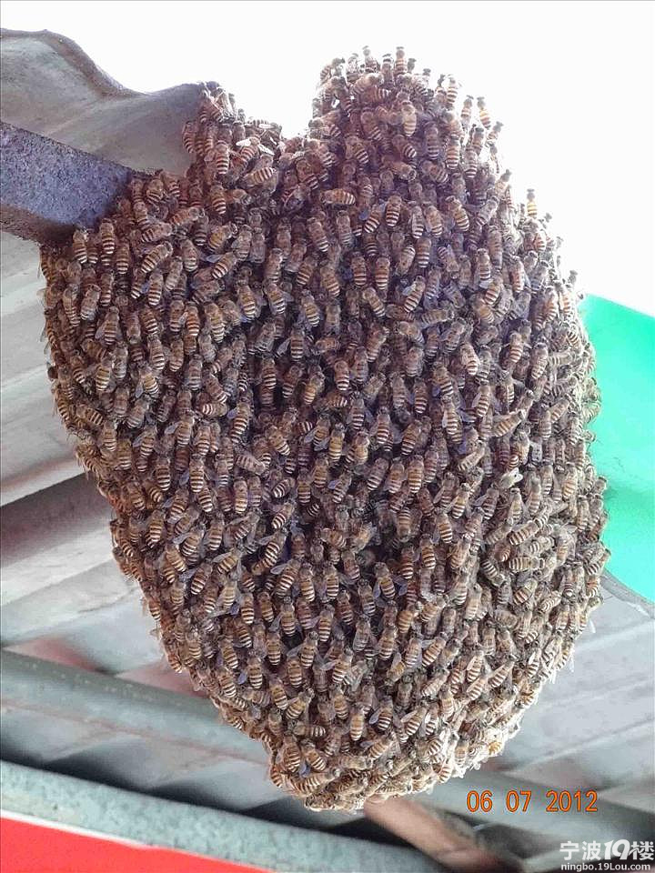 密集恐惧症慎入!莫名蜜蜂一分钟内群突袭汪弄