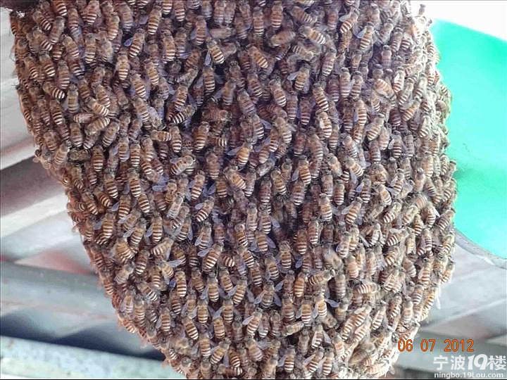 密集恐惧症慎入!莫名蜜蜂一分钟内群突袭汪弄