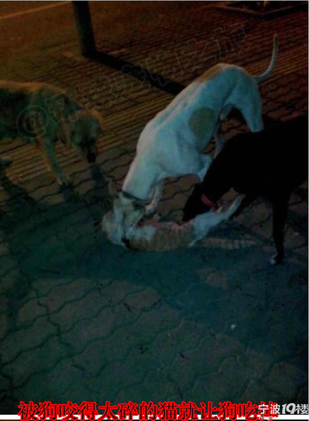 可恨的人哪,放狗咬猫,咬出变态嗜好!-热点爆料-宁波消息-宁波19楼