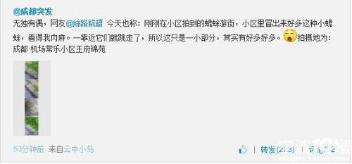 成都蛤蟆是地震来临的前兆? 网友曝成都大量蛤