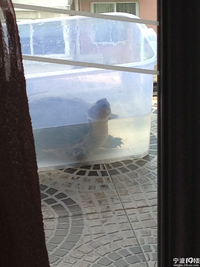 北美小鳄龟到家半个月,还不开食!怎么办求大神