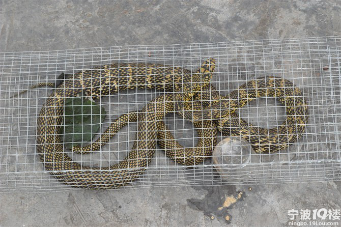 通化玉皇山大蛇图片